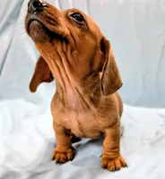 Charlie , a male Miniature Dachshund for sale in Deltona, FL – Photo 10 of 10