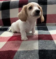 Luna, a female Miniature Dachshund for sale in Deltona, FL – 5 of 9