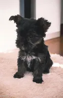 Rayray, a male Yorkshire Terrier for sale in Deltona, FL – 2 of 4