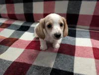 Luna, a female Miniature Dachshund for sale in Deltona, FL – 2 of 9