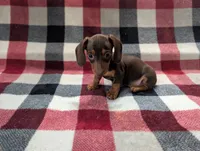 Brownie , a male Miniature Dachshund for sale in Deltona, FL – 2 of 5