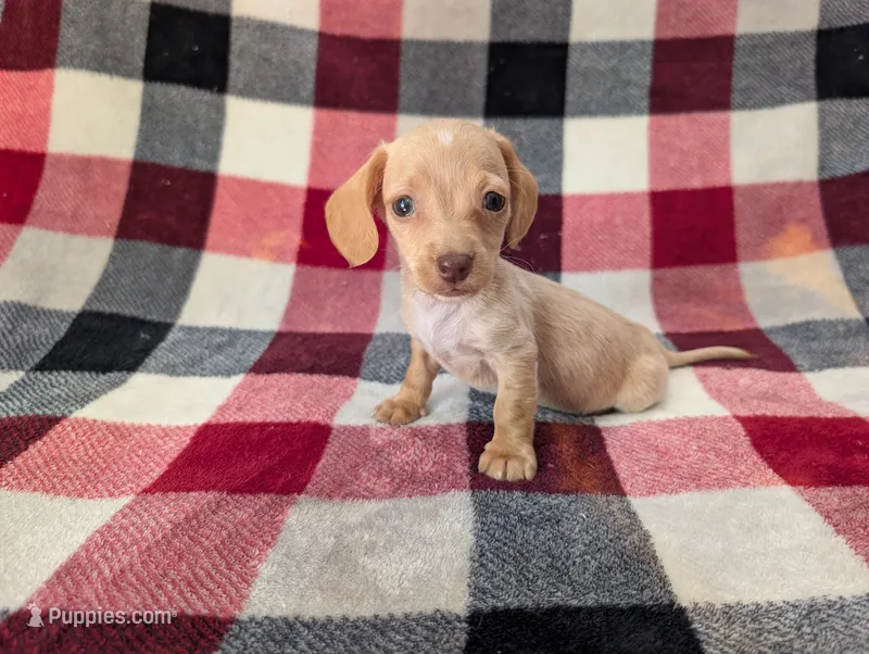 Stuart  – Miniature Dachshund puppy for sale in Deltona, FL