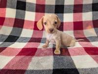 Stuart , a male Miniature Dachshund for sale in Deltona, FL – 1 of 4