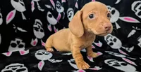 Jimmy, a male Miniature Dachshund for sale in Deltona, FL – 5 of 6