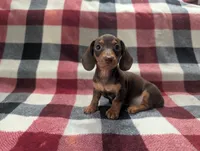 Brownie , a male Miniature Dachshund for sale in Deltona, FL – 4 of 5