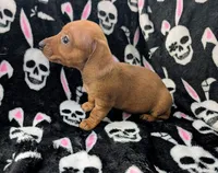 Maya, a female Miniature Dachshund for sale in Deltona, FL – 2 of 6
