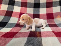 Chloe, a female Miniature Dachshund for sale in Deltona, FL – 5 of 5