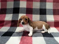 Cinnabun , a female Miniature Dachshund for sale in Deltona, FL – 1 of 6