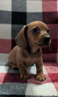 Grizzly, a male Miniature Dachshund for sale in Deltona, FL – 5 of 7