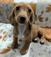 Stuart, a male Miniature Dachshund for sale in Deltona, FL – 1 of 5
