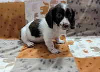 Ozzy, a male Miniature Dachshund for sale in Deltona, FL – 3 of 9