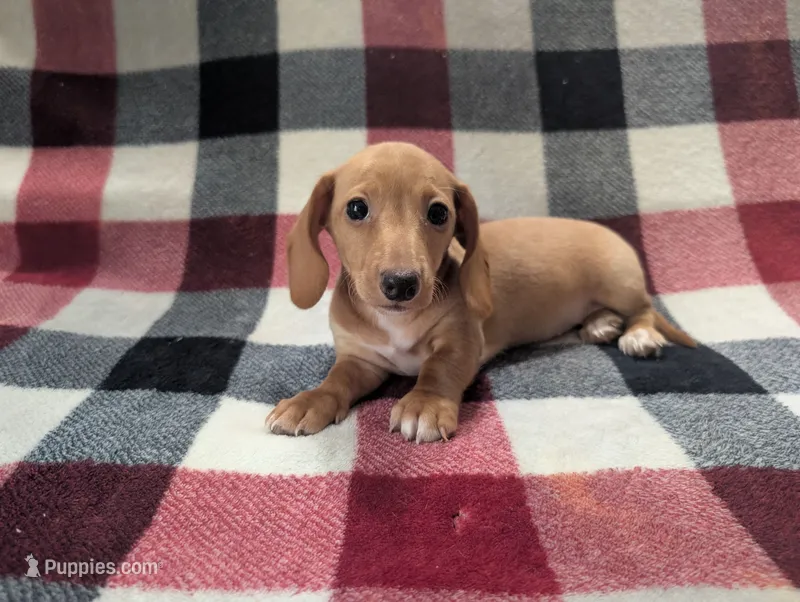 Caramel – Miniature Dachshund puppy for sale in Deltona, FL