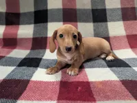 Caramel, a female Miniature Dachshund for sale in Deltona, FL – 1 of 5