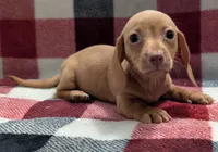 Jimmy, a male Miniature Dachshund for sale in Deltona, FL – 2 of 6