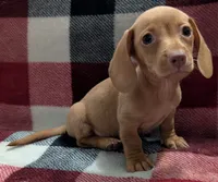 Jimmy, a male Miniature Dachshund for sale in Deltona, FL – 6 of 6