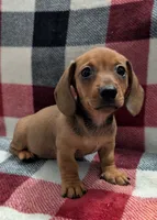 Grizzly, a male Miniature Dachshund for sale in Deltona, FL – 7 of 7
