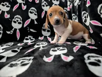 Keke, a female Miniature Dachshund for sale in Deltona, FL – 4 of 9