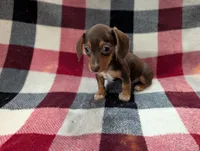 Mittens, a female Miniature Dachshund for sale in Deltona, FL – 7 of 7