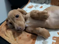 Stuart, a male Miniature Dachshund for sale in Deltona, FL – 5 of 5