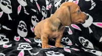 Grizzly , a male Miniature Dachshund for sale in Deltona, FL – 2 of 7