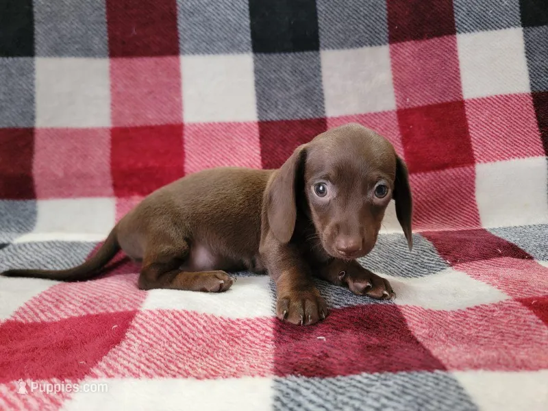 Tootsie  – Miniature Dachshund puppy for sale in Deltona, FL