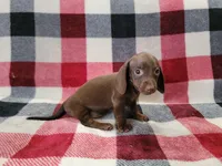 Tootsie , a female Miniature Dachshund for sale in Deltona, FL – 3 of 3