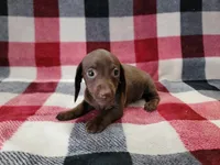 Tootsie , a female Miniature Dachshund for sale in Deltona, FL – 2 of 3