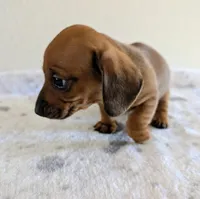 Charlie , a male Miniature Dachshund for sale in Deltona, FL – Photo 5 of 10