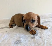 Charlie , a male Miniature Dachshund for sale in Deltona, FL – Photo 6 of 10