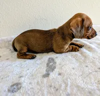 Charlie , a male Miniature Dachshund for sale in Deltona, FL – Photo 9 of 10