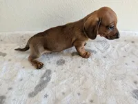 Charlie , a male Miniature Dachshund for sale in Deltona, FL – Photo 10 of 10