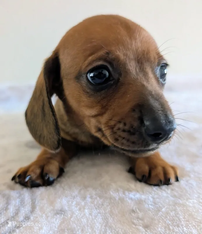 Charlie  – Miniature Dachshund puppy for sale in Deltona, FL