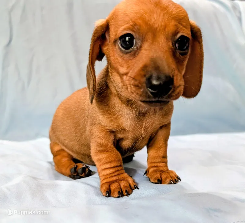 Charlie  – Miniature Dachshund puppy for sale in Deltona, FL