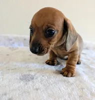 Charlie , a male Miniature Dachshund for sale in Deltona, FL – Photo 3 of 10