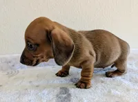 Charlie , a male Miniature Dachshund for sale in Deltona, FL – Photo 7 of 10