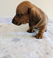 Charlie , a male Miniature Dachshund for sale in Deltona, FL – Photo 2 of 10