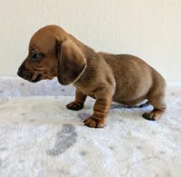 Charlie , a male Miniature Dachshund for sale in Deltona, FL – Photo 8 of 10