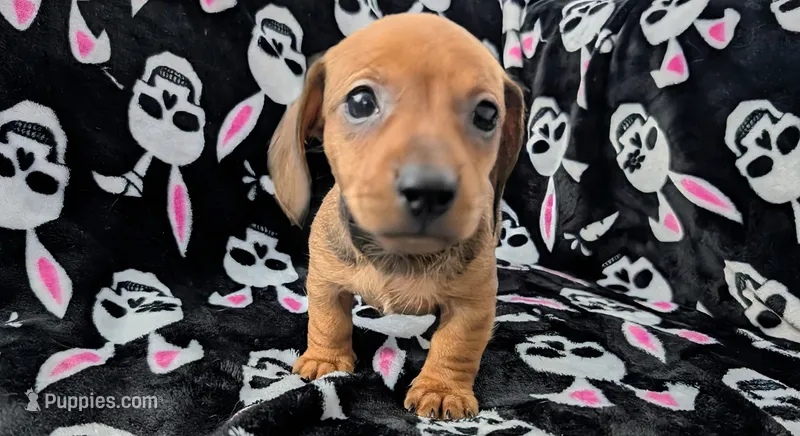Grizzly  – Miniature Dachshund puppy for sale in Deltona, FL