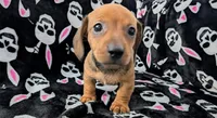 Grizzly , a male Miniature Dachshund for sale in Deltona, FL – 1 of 7