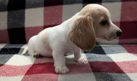Luna, a female Miniature Dachshund for sale in Deltona, FL – 8 of 9