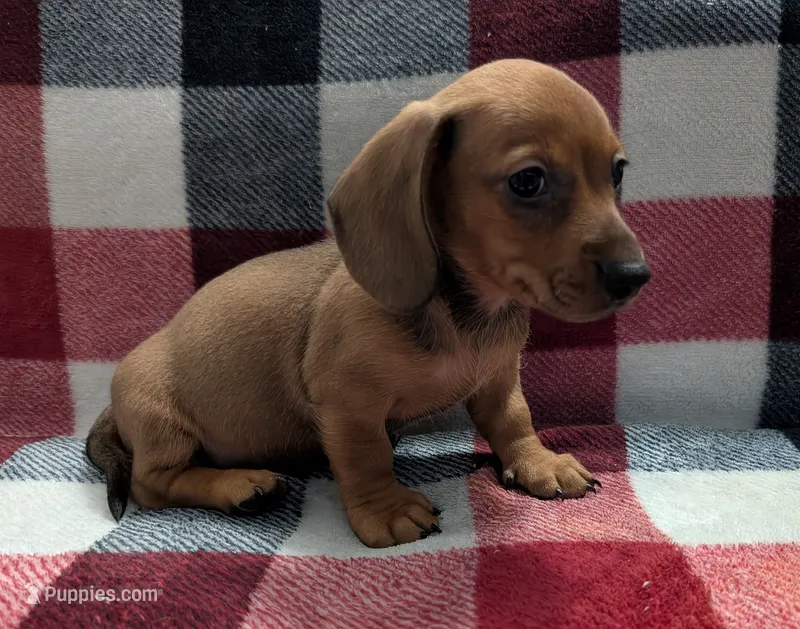 Grizzly – Miniature Dachshund puppy for sale in Deltona, FL