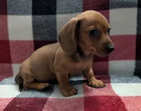 Grizzly, a male Miniature Dachshund for sale in Deltona, FL – 1 of 7