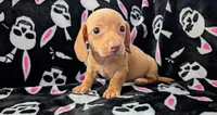 Jimmy, a male Miniature Dachshund for sale in Deltona, FL – 2 of 6