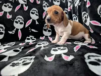 Keke, a female Miniature Dachshund for sale in Deltona, FL – 6 of 9