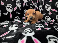 Eddie, a male Miniature Dachshund for sale in Deltona, FL – 6 of 6