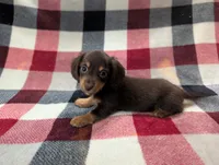 Zoey, a female Miniature Dachshund for sale in Deltona, FL – 3 of 7