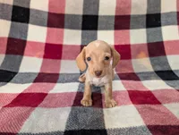 Stuart , a male Miniature Dachshund for sale in Deltona, FL – 3 of 4