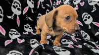 Grizzly , a male Miniature Dachshund for sale in Deltona, FL – 5 of 7