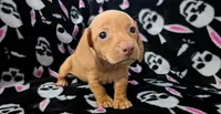 Jimmy, a male Miniature Dachshund for sale in Deltona, FL – 3 of 6