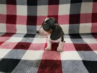 Steve, a male Miniature Dachshund for sale in Deltona, FL – Photo 1 of 6